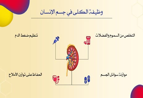 وظيفة الكلى: كيف تنقي الدم وتحمي الجسم من السموم؟ 11 وظائف الكلى