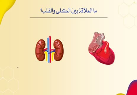 وظيفة الكلى: كيف تنقي الدم وتحمي الجسم من السموم؟ 13 تنقية الدم