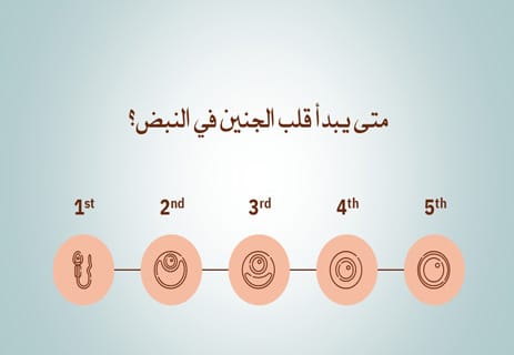 مراحل تكوين الجنين: عالم كامل يتشكل في تسعة أشهر 12 رحلة تكوين الإنسان