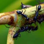 كشف أسرار عالم النمل المذهل