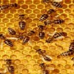 كشف أسرار عالم النحل المدهش