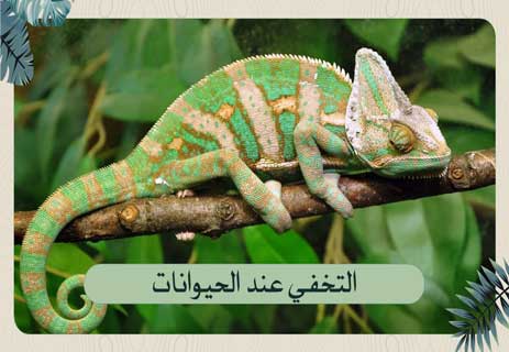 أسلحة الحيوانات: قدرات خارقة للبقاء في عالم المفترسات 12 التخفي عند الحيوانات.. أعظم وسائل الدفاع في الطبيعة