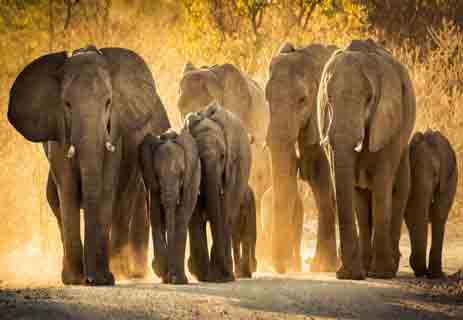 تزاوج الأفيال: معلومات عن الفيل