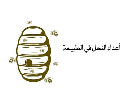 أسرار عالم النحل: المملكة الخفية التي تحفظ الحياة على الأرض 19 عالم النحل