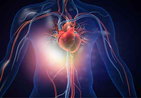 عضلة قلب الإنسان