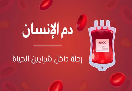 مكونات دم الإنسان: رحلة داخل شرايين الحياة 16 دم الإنسان؛ وظائف الدم الرئيسية؛ مكونات الدم؛