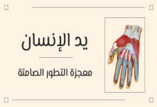 يد الإنسان