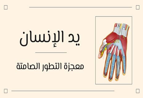 يد الإنسان: المحرّك الصامت للتطور الإنساني 18 يد الإنسان