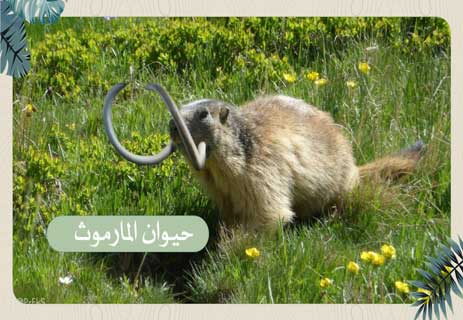 أسلحة الحيوانات: قدرات خارقة للبقاء في عالم المفترسات 19 الدفاع عن النفس في عالم الحيوان
