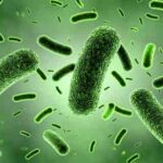 ما هي الميكروبات؟ ولماذا تعد مهمة جداً لحياة الإنسان؟