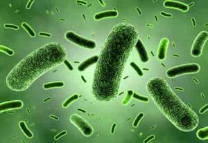 Read more about the article ما هي الميكروبات؟ ولماذا تعد مهمة جداً لحياة الإنسان؟