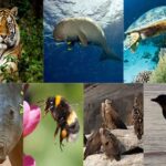 حيوانات مهددة بالانقراض ستختفي خلال السنوات القليلة القادمة