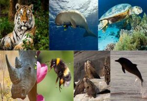 Read more about the article حيوانات مهددة بالانقراض ستختفي خلال السنوات القليلة القادمة