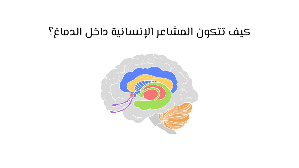 أنواع المشاعر الإنسانية: دليلك لفهم نفسك والآخرين 10 العواطف في علم النفس