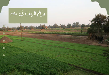 أسباب الجرائم في المجتمع المصري: المؤشر الخطير 13 أسباب الجريمة في المجتمع المصري