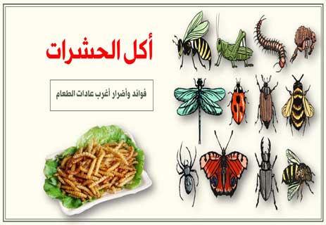 You are currently viewing أكل الحشرات: فوائد وأضرار أغرب عادات الطعام