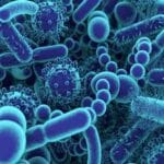 أهمية وجود البكتيريا في الحياة