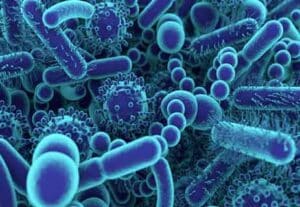 Read more about the article أهمية وجود البكتيريا في الحياة