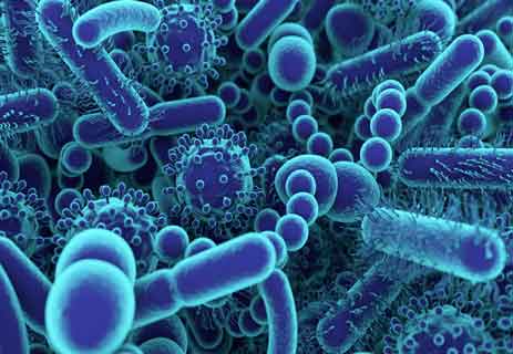 You are currently viewing أهمية وجود البكتيريا في الحياة
