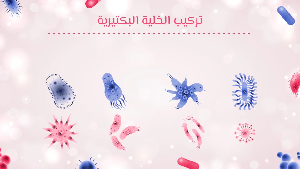 تركيب الخلية البكتيرية