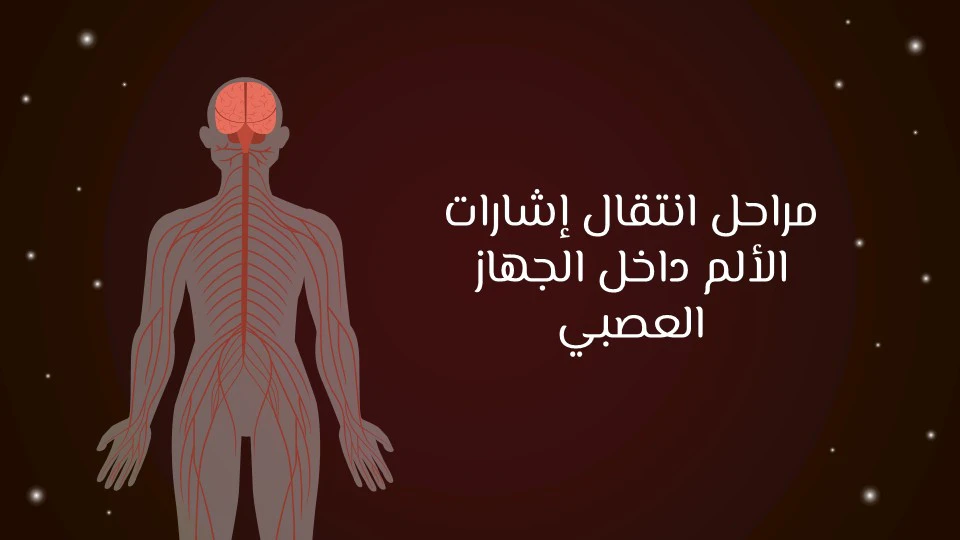 الدماغ والألم