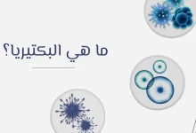 أهمية وجود البكتيريا في الحياة