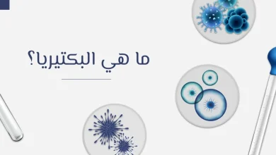 أهمية وجود البكتيريا في الحياة