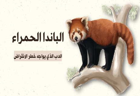 You are currently viewing الباندا الحمراء: الدب الذي يواجه خطر الانقراض