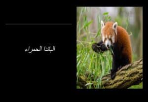 Read more about the article الباندا الحمراء: الدب الذي يواجه خطر الانقراض