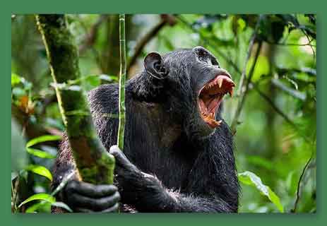 حرب الشمبانزي جومبي