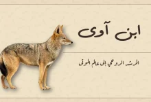 حيوان ابن آوى