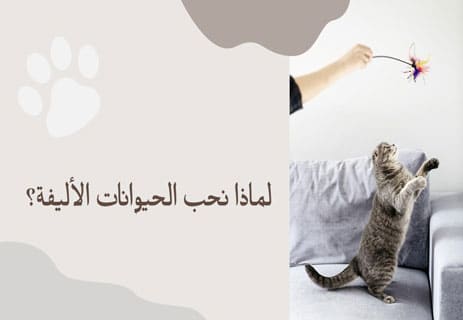فوائد الحيوانات الأليفة للصحة النفسية