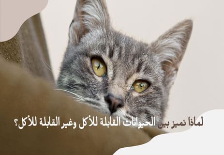 أكل الحيوانات الأليفة