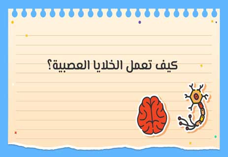 الجهاز العصبي: الأسلاك الخفية التي تحرّكنا 10 مكونات الجهاز العصبي