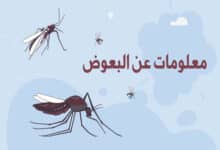 البعوض