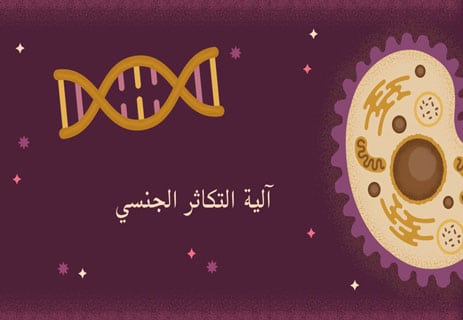 التكاثر الجنسي: نقطة التحول الكبرى في تاريخ الحياة 11 آلية التكاثر الجنسي