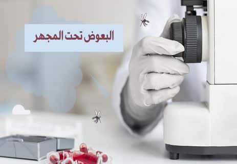 البعوض: ماذا تعرف عن أخطر أعداء البشرية؟ 10 معلومات عن البعوض
