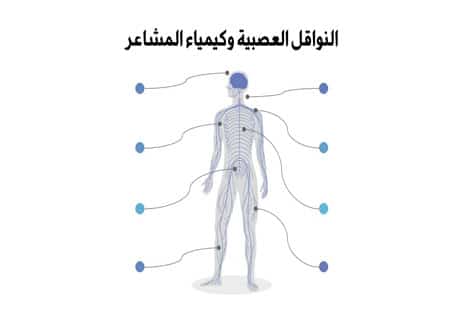 الدماغ البشري: رحلة داخل أعقد جهاز في الكون 12 تشريح مخ الإنسان