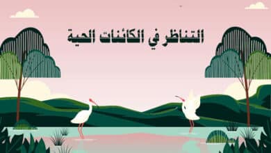 التناظر في الكائنات الحية