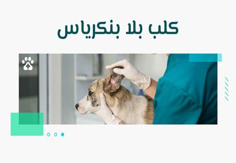 اكتشاف الإنسولين: قصة الصراع العلمي الذي أنقذ ملايين 10 اكتشاف الإنسولين