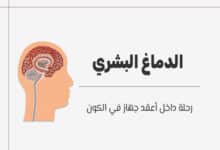 الدماغ البشري