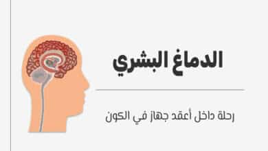الدماغ البشري