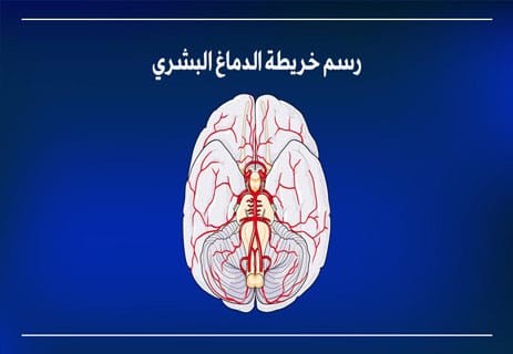 الدماغ البشري: رحلة داخل أعقد جهاز في الكون 10 ما هو الدماغ البشري؟