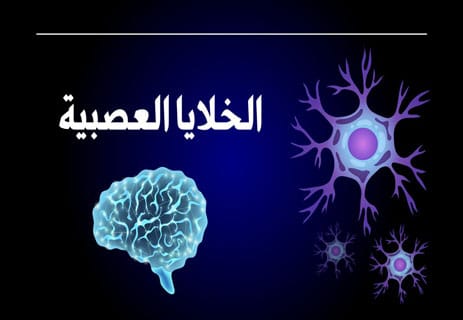 الدماغ البشري: رحلة داخل أعقد جهاز في الكون 11 علم الأعصاب