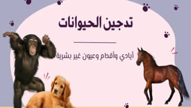 تدجين الحيوانات