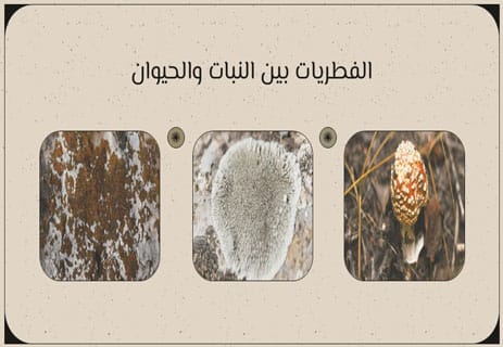 مملكة الفطريات: العالم المخفي تحت أقدامنا 10 ملخص مملكة الفطريات
