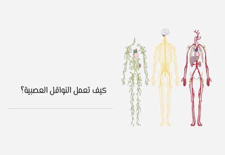 النواقل العصبية: كيف يتحكم الدماغ في كل شيء؟ 11 ما هي وظيفة النواقل العصبية؟