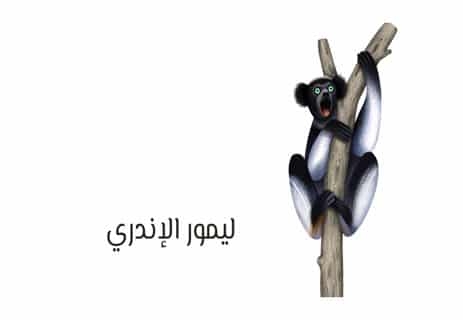 معلومات عن الليمور: أشباح مدغشقر المنسية 12 الليمور في مدغشقر