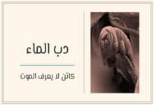 دب الماء