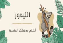الليمور